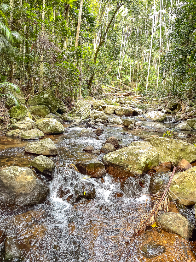 Curtis Creek - Mt Tamborine
