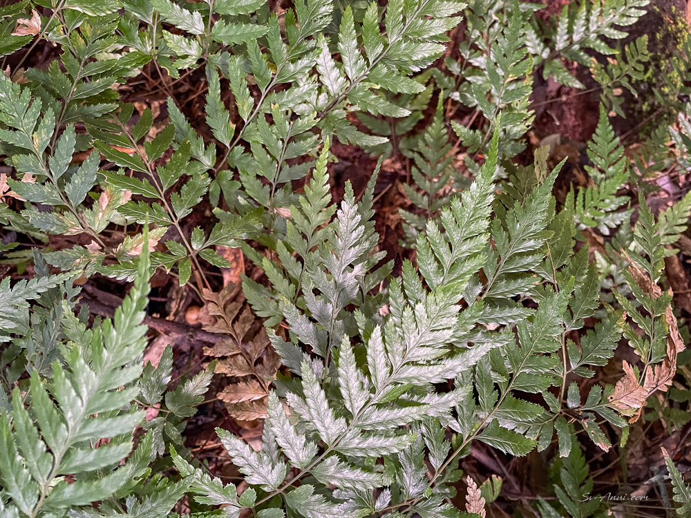 Leatherleaf Fern