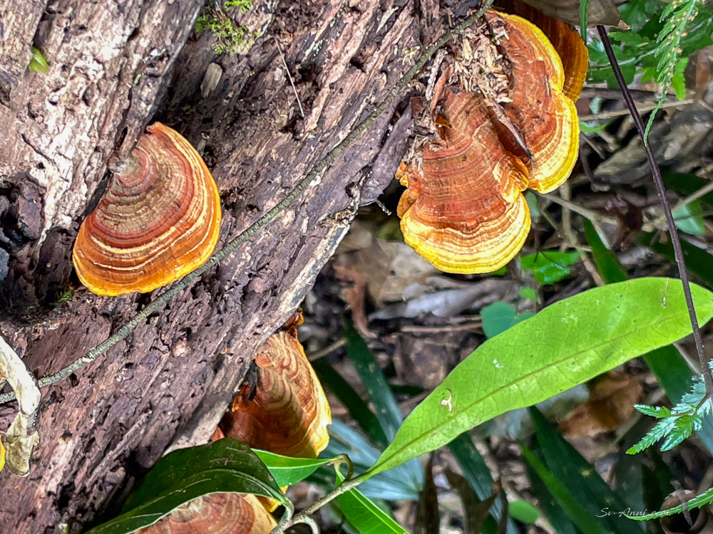 Trametes Fungi