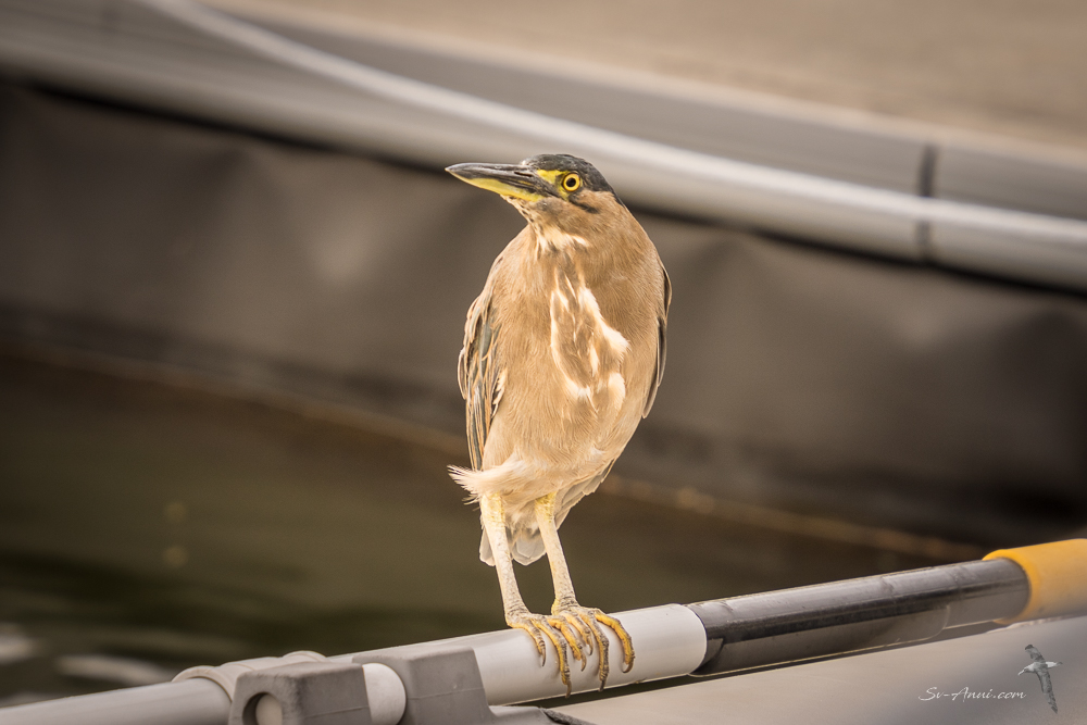 Nankeen Night Heron