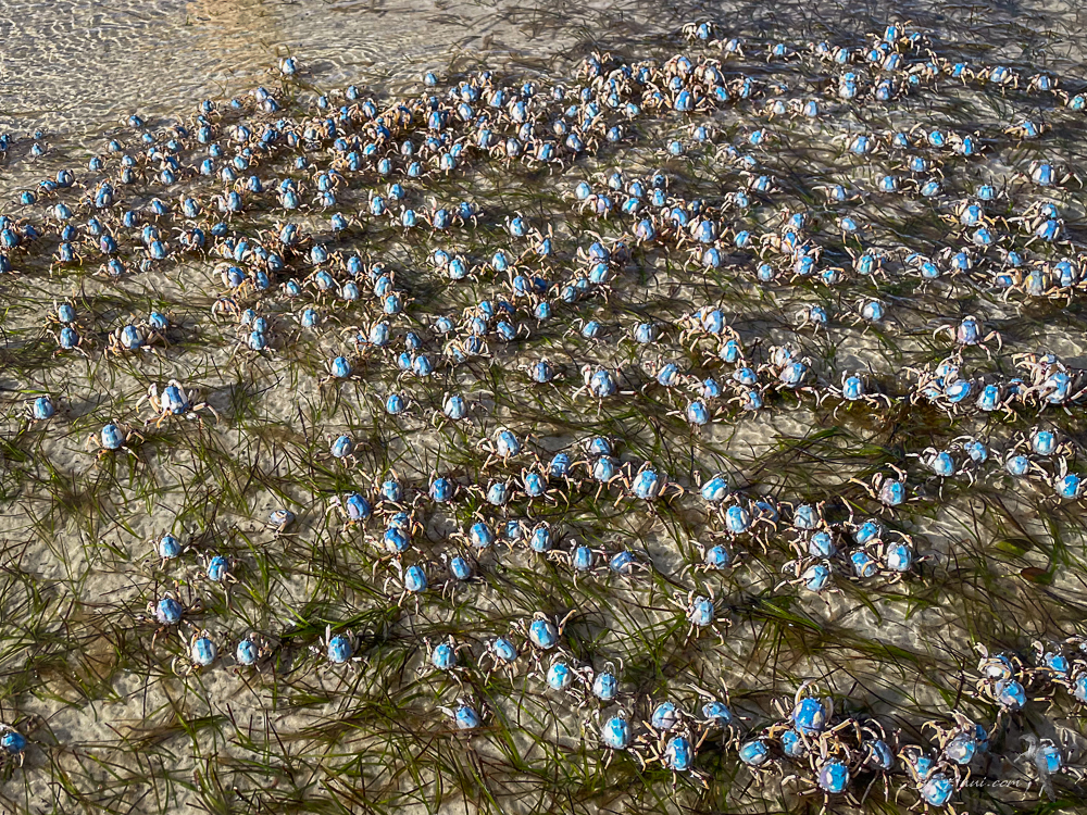 Soldier Crabs at the Big Sandhills