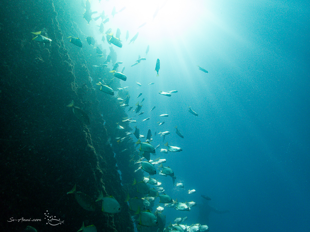 Darts schooling at Tangalooma