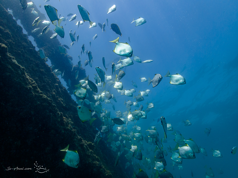 Darts schooling at Tangalooma