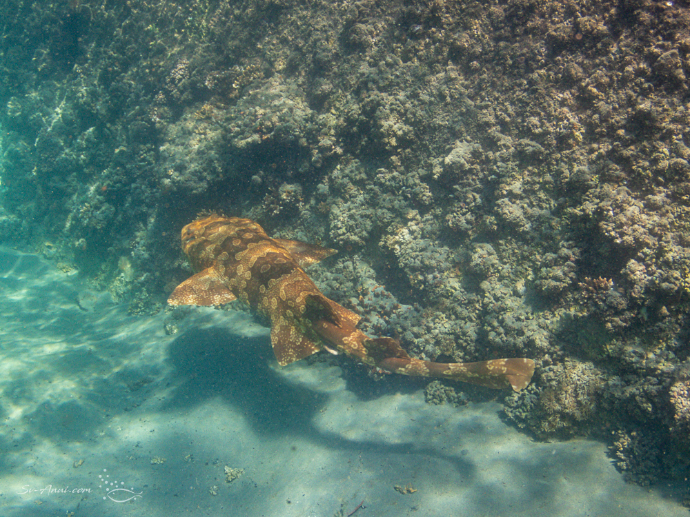 Spotted Wobbegong at Tangalooma