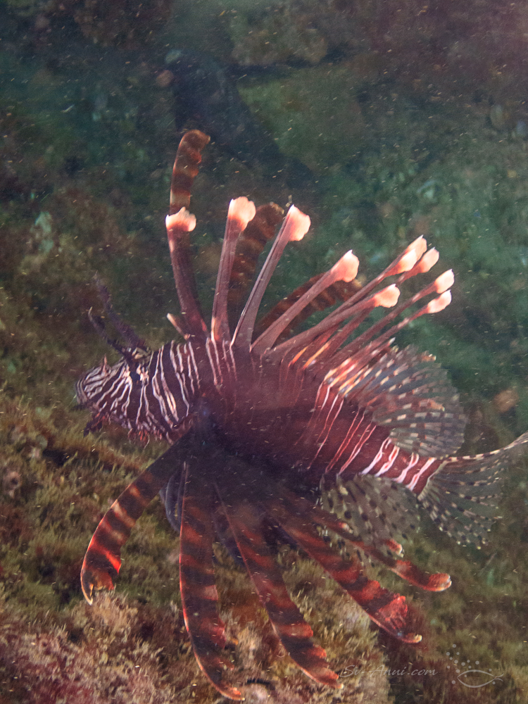 Scorpionfish at Tangalooma