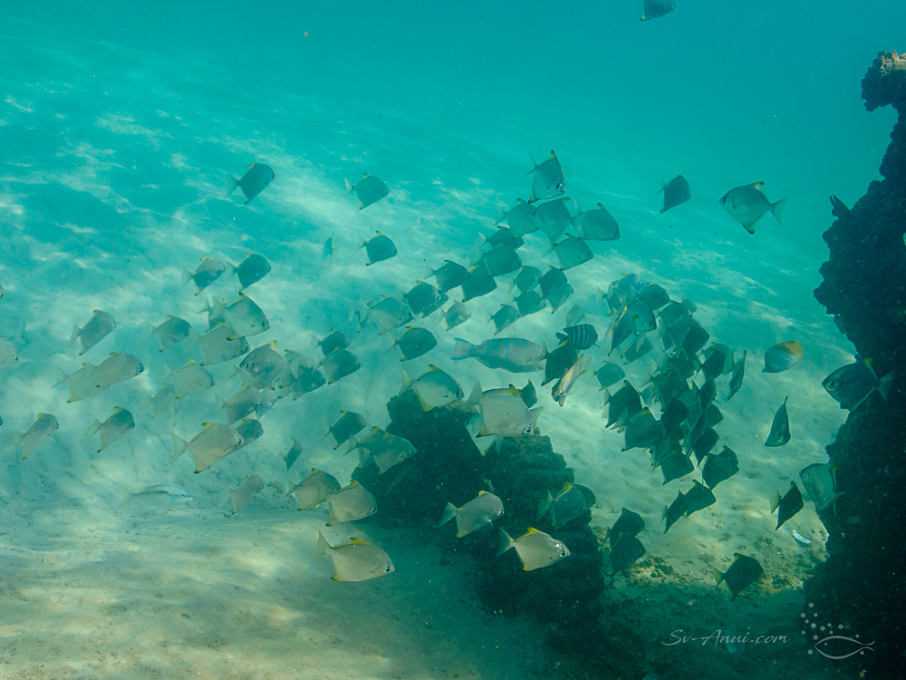 Darts schooling at Tangalooma