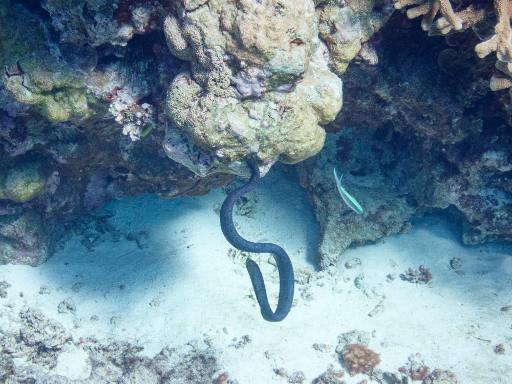 Olive Sea Snake