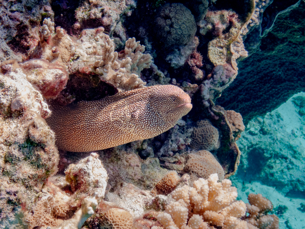 Whitehead Moray Eel