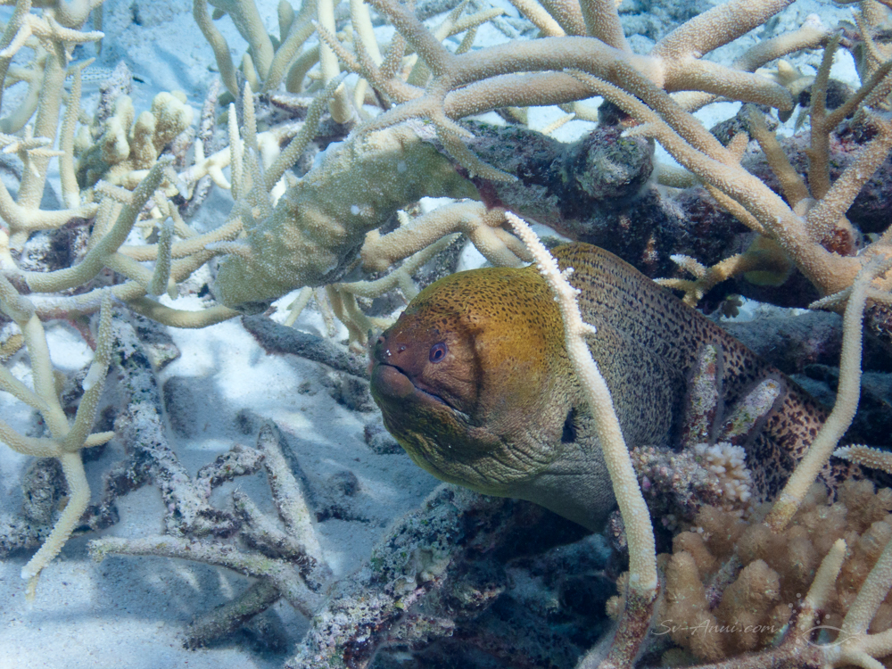 Giant Moray Eel
