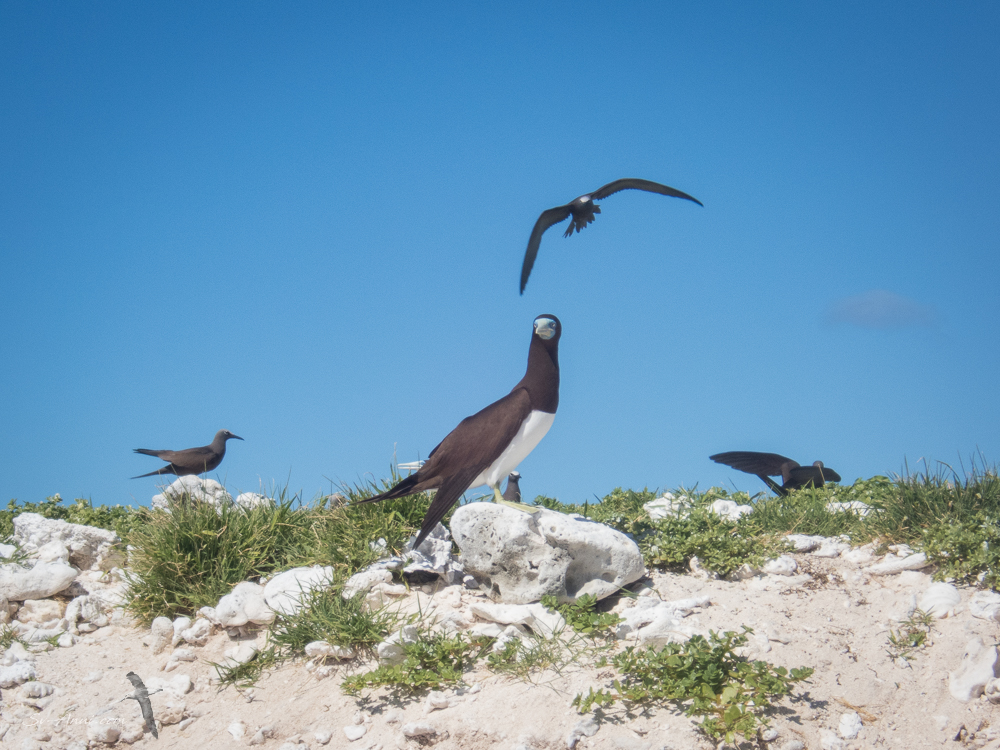 Noddies and Boobies at Porpoise Cay