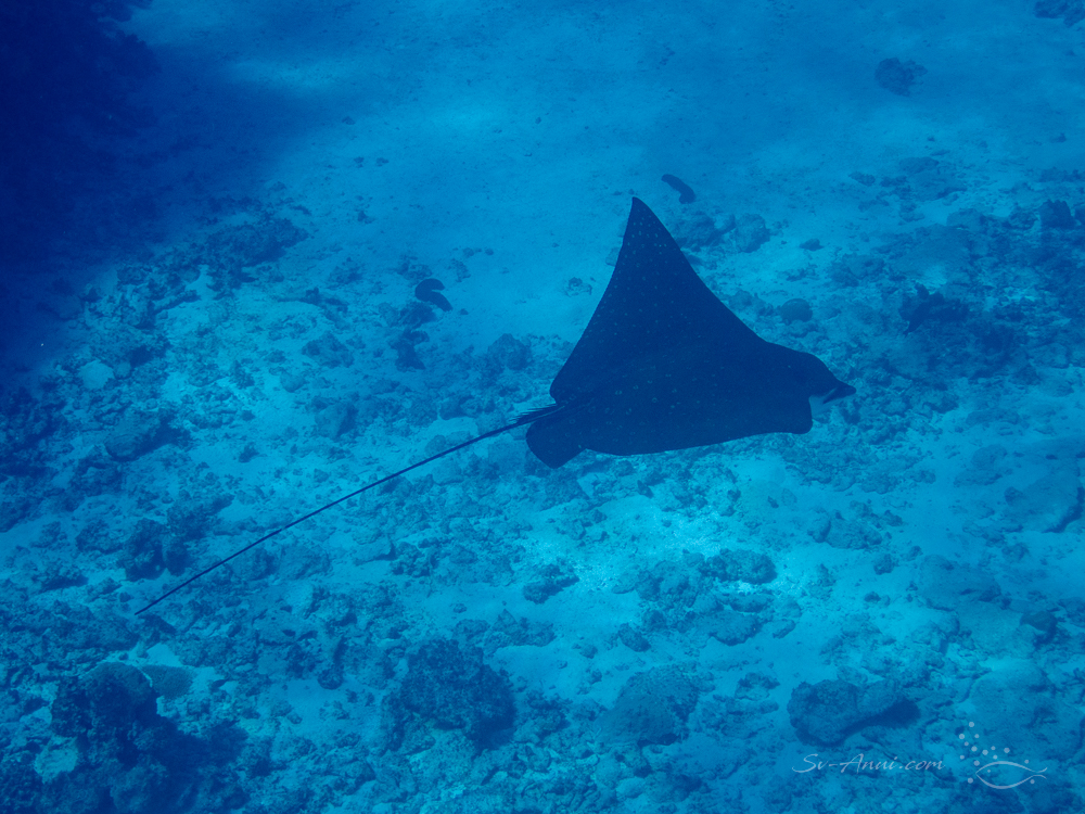 Whitespotted Eagle Ray