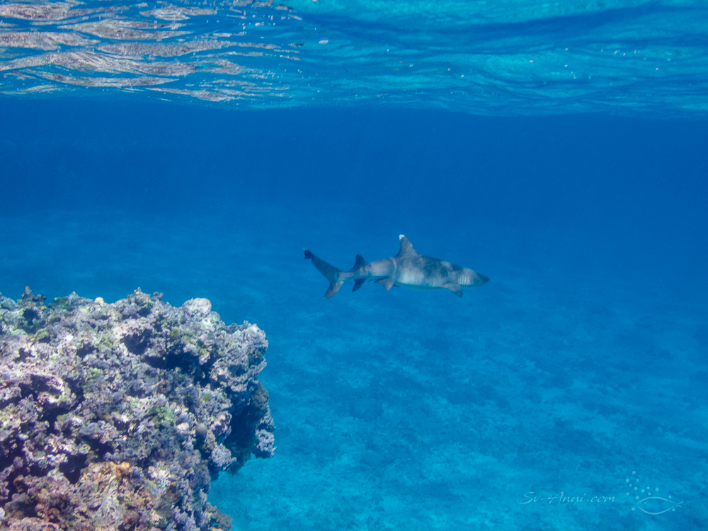 Whitetip shark cruising