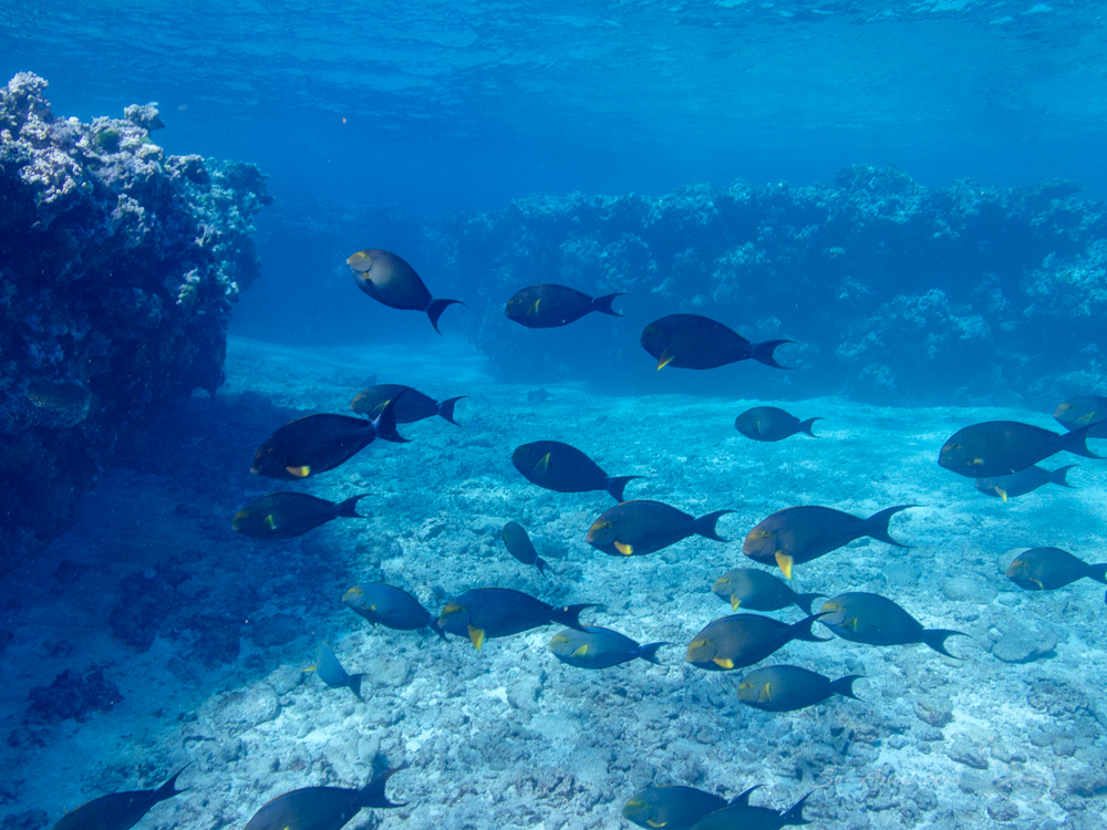 Yellowmask Surgeonfish