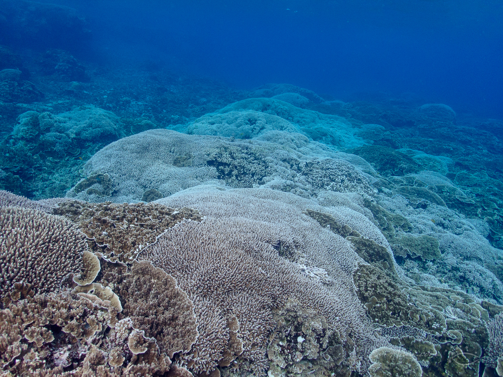 Saumarez meadow of bleached coral