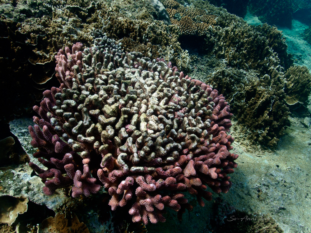 Bleached coral at Saumarez Reefs