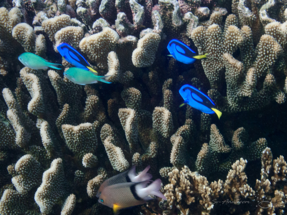 Blue Tangs and Pullers at Saumarez