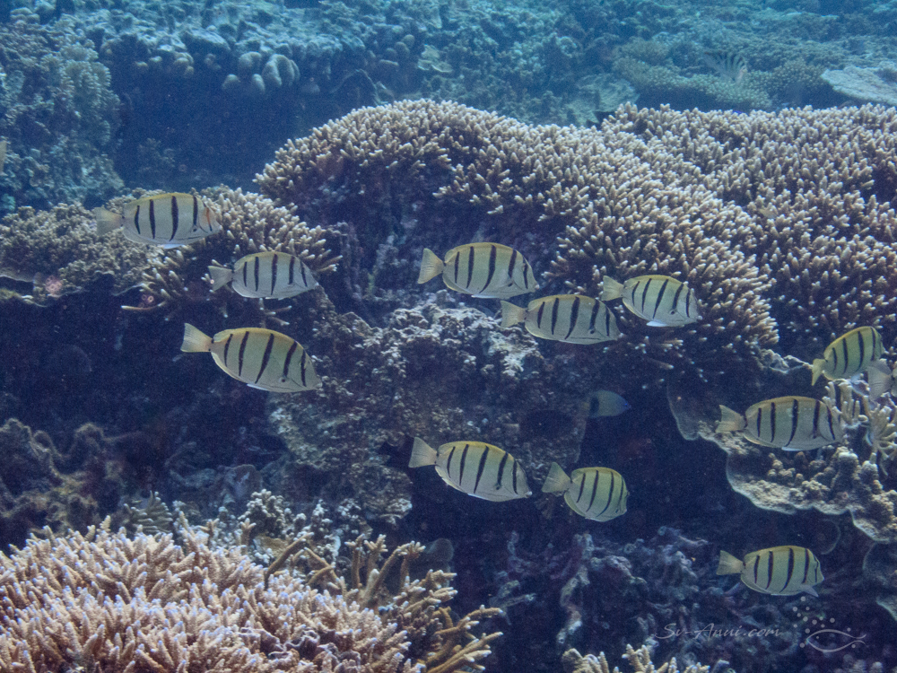 Convict Surgeonsfish at Saumarez ReefsS