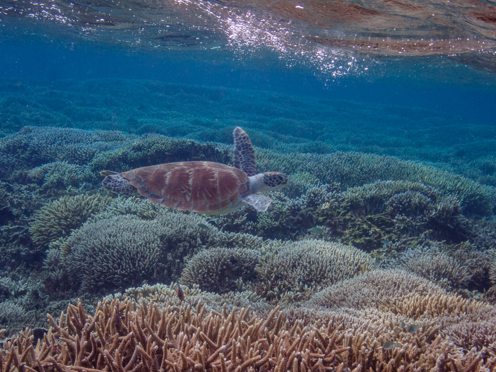 Green Sea Turtle at Saumarez Reefs