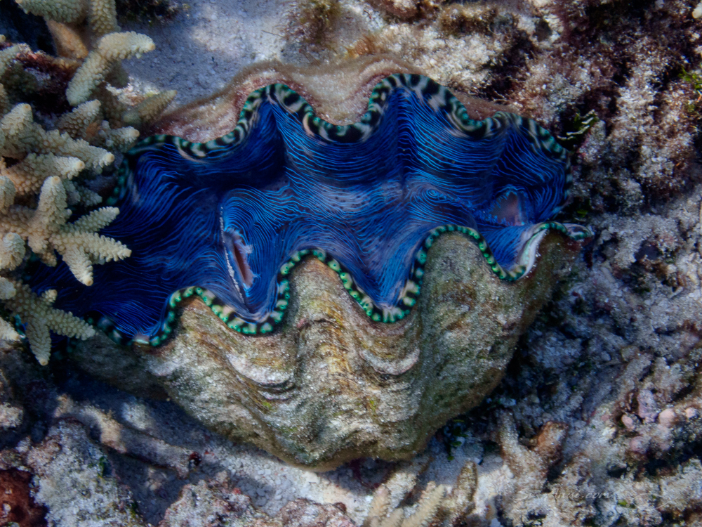 Derasa Giant Clam