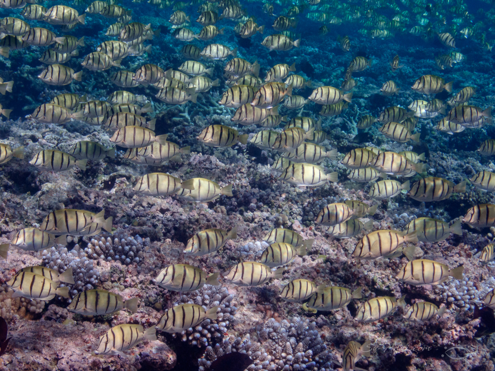 School of Convict Surgeonfish