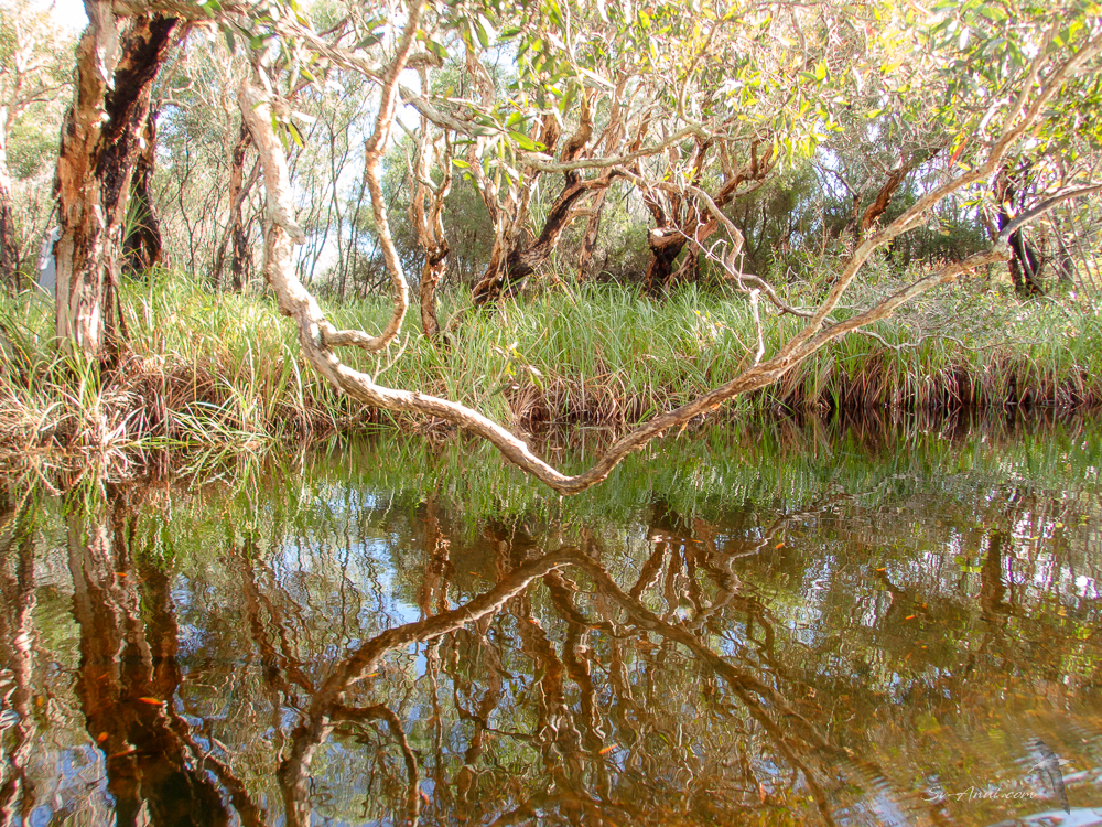 Bowarrady Creek reflections