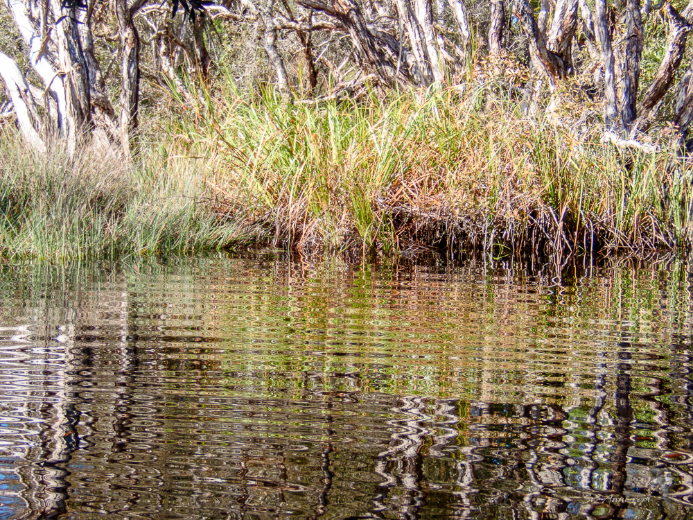 Marbling at Bowarrady Creek