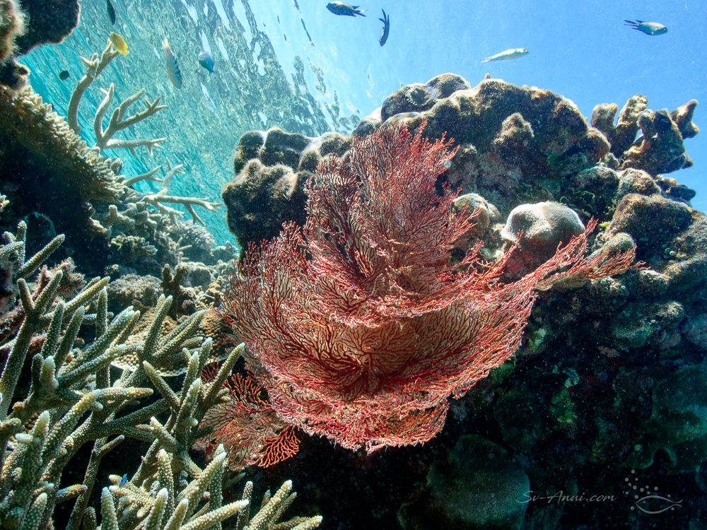 Gorgonian Fan at Hammer Reef