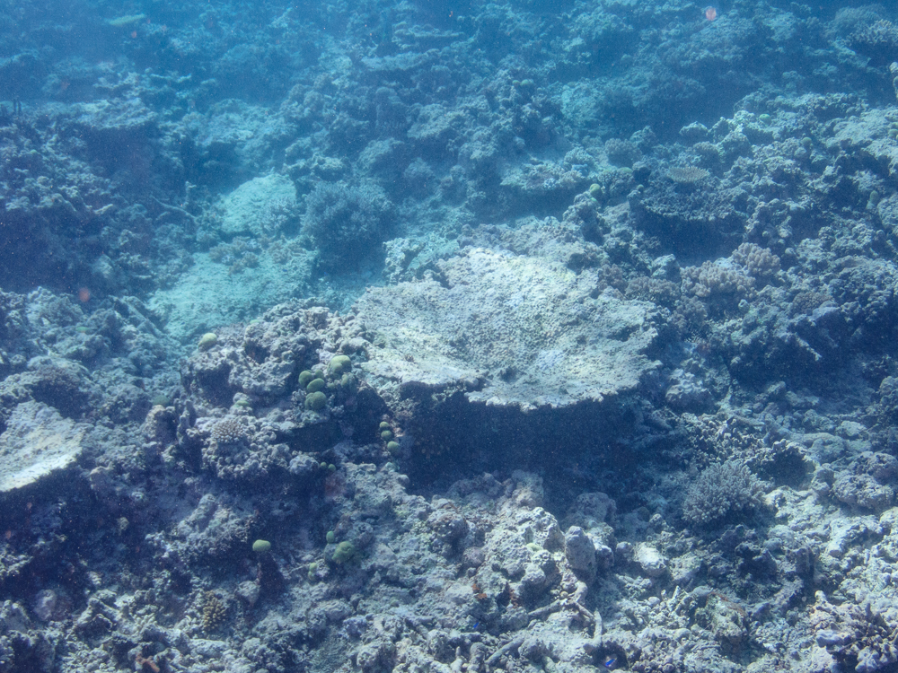 Crown of thorn starfish devastation, Horseshoe Reef