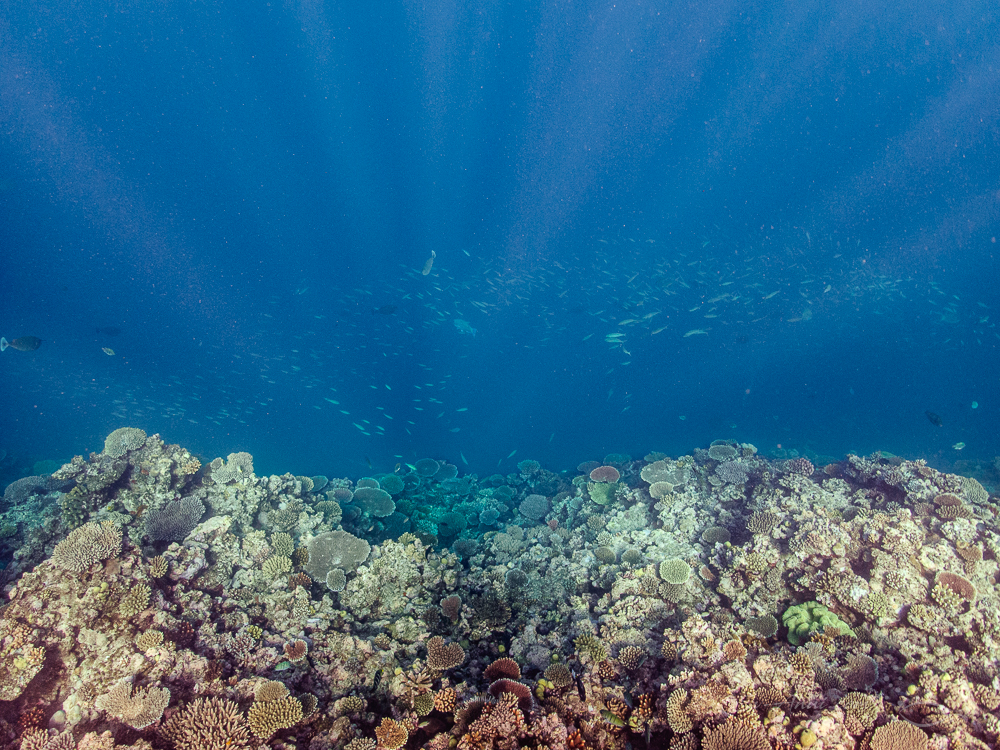 The drop off at Horseshoe Reef