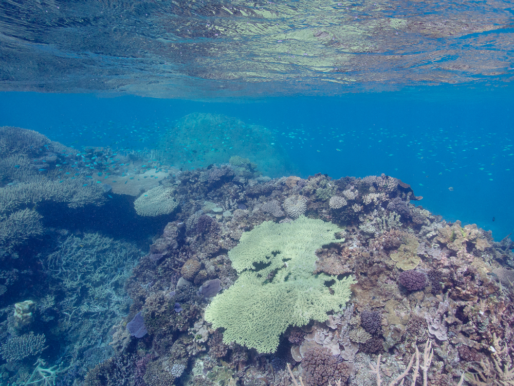 Reef edge at Isobel Bennett