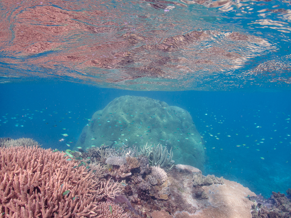 Reflections at Isobel Bennett Reef