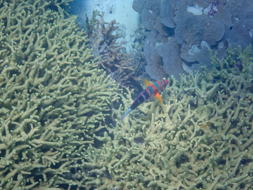 Harlequin Tuskfish at Surprise Reef