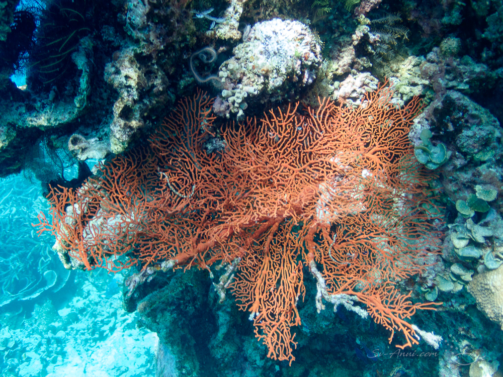 Gorgonian Fan and Reeftop Filefish