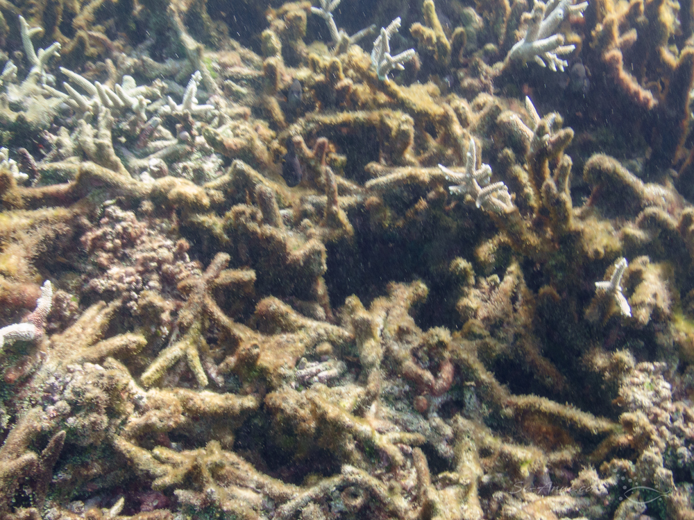 Algae post bleaching at Taiwan Reef