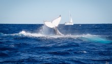 Humpback Whale off Star Reef