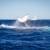 Humpback Whale off Star Reef