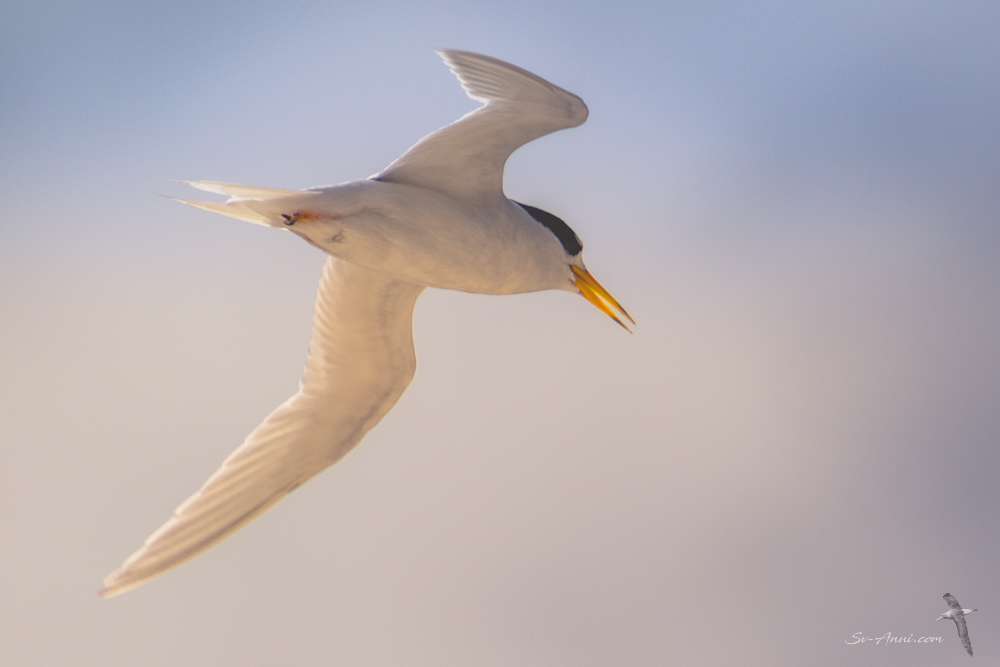Fairy Tern at Lihou