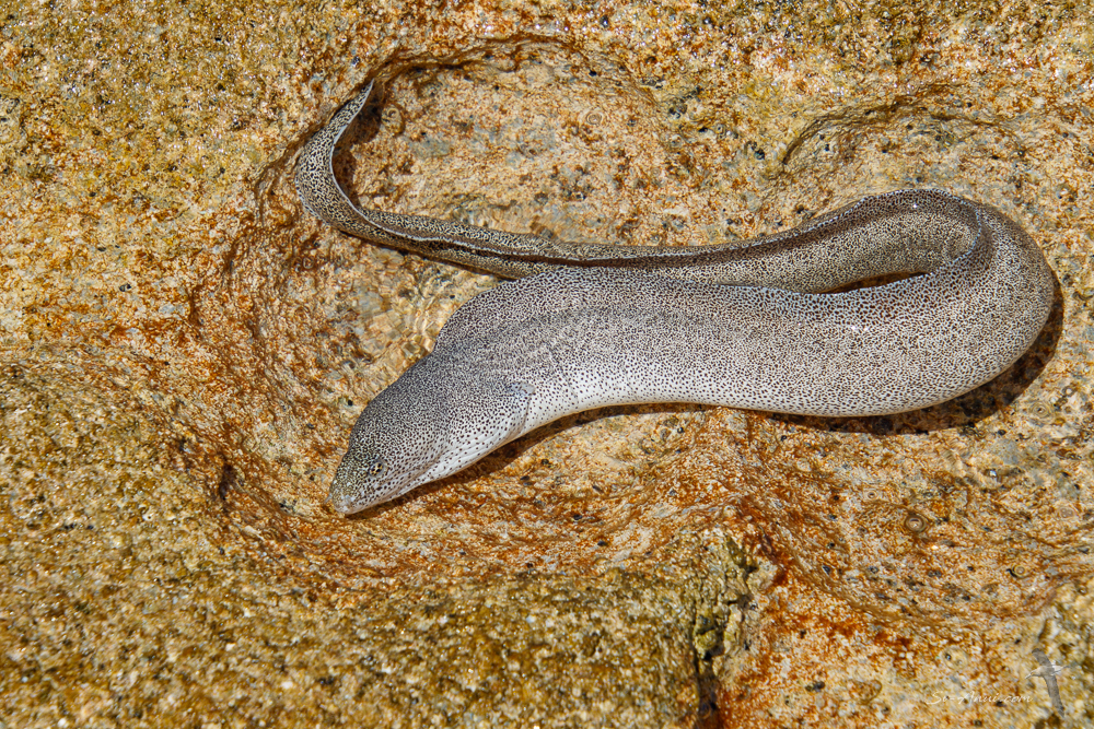 Grey Moray Eel at Diana Cay - Lihou