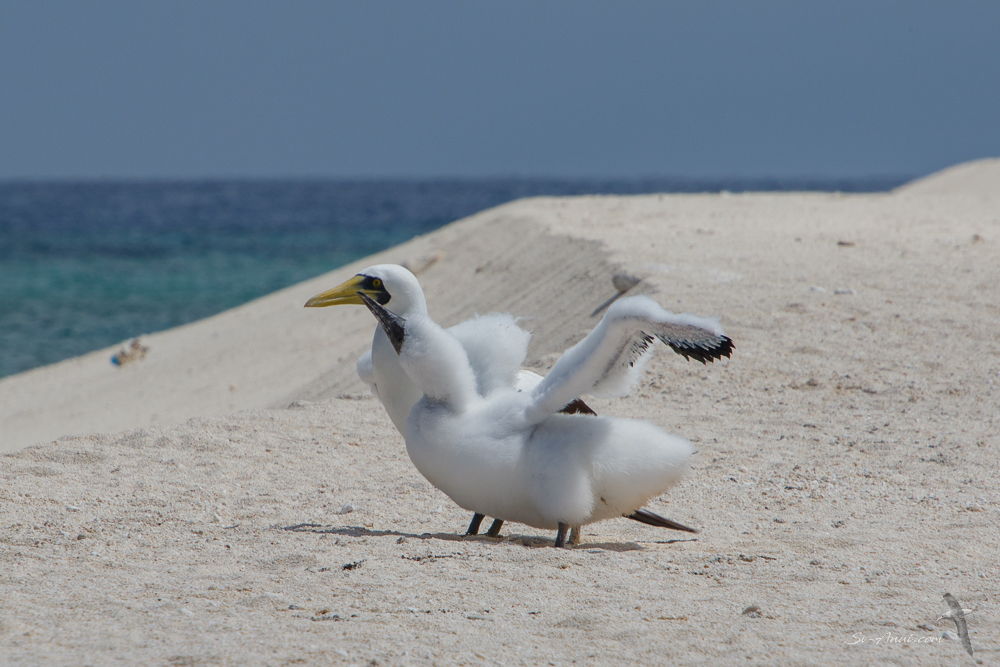 Masked boobies at Georgina Cay - Lihou