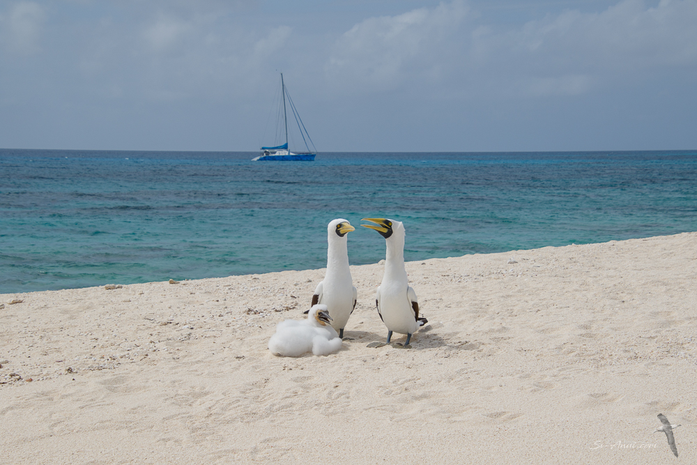 Masked Boobies at Georgina Cay - Lihou