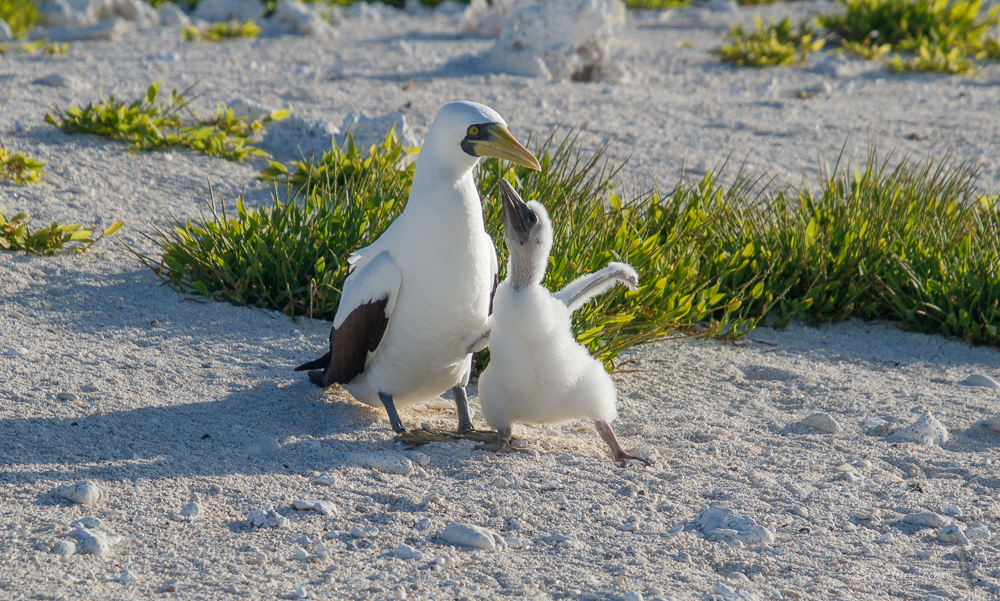 Masked Boobie and chick at Lihou