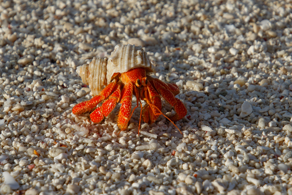 Hermit Crab at Hermit Crab Islet
