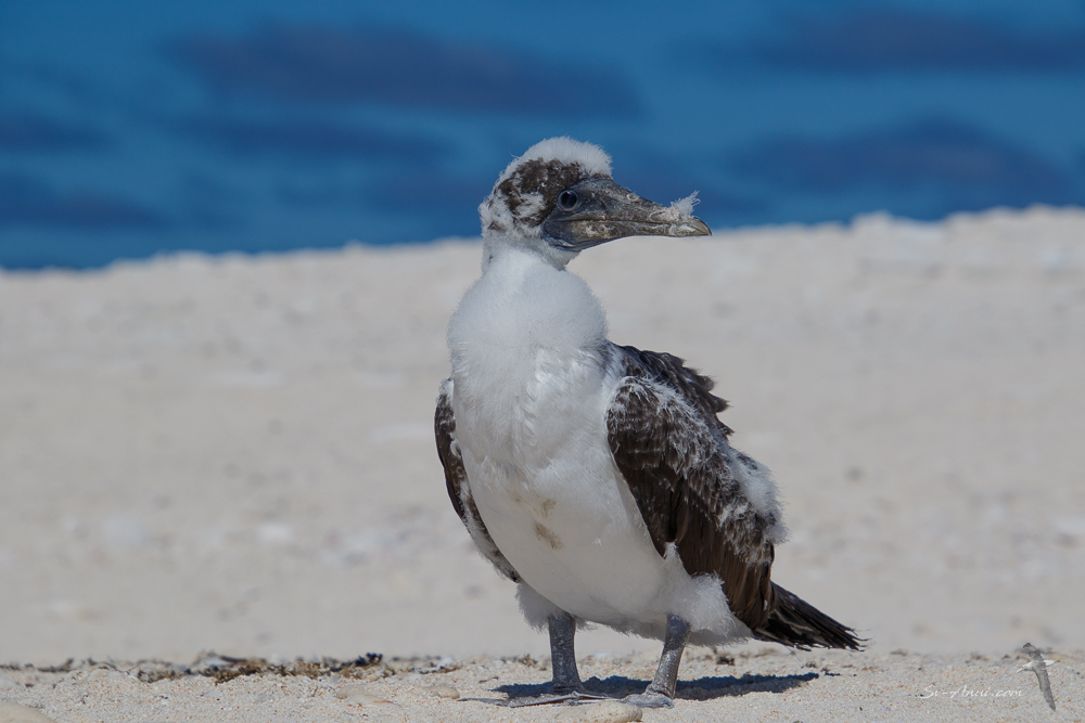 Booby chick molting at Brodie Cay