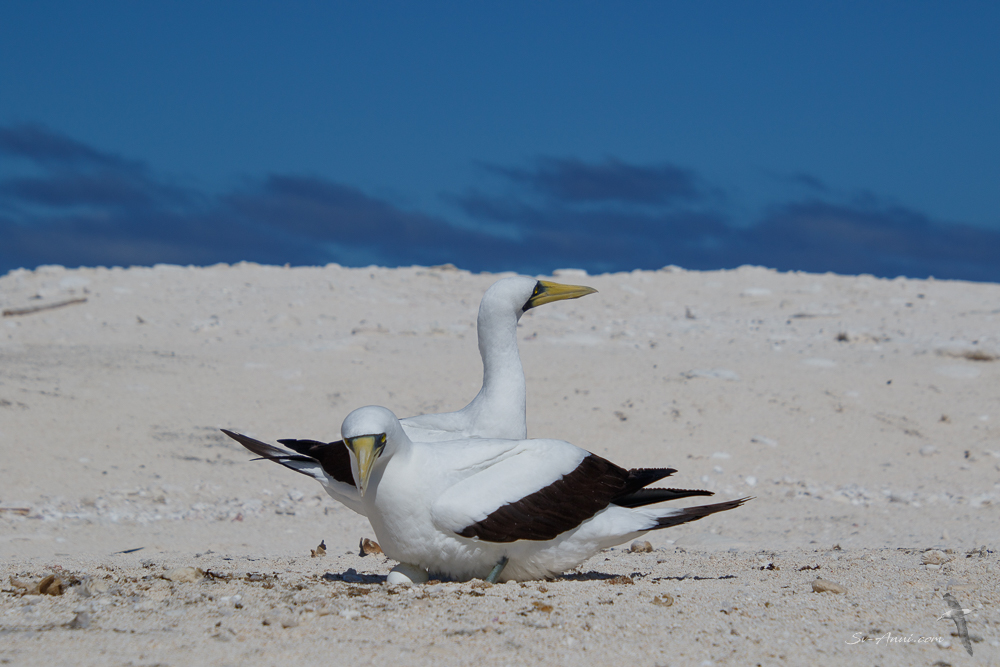Masked Boobies nesting at Brodie Cay