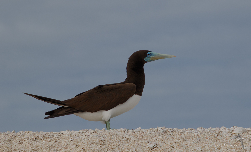 Brown Boobie at Carola Cay