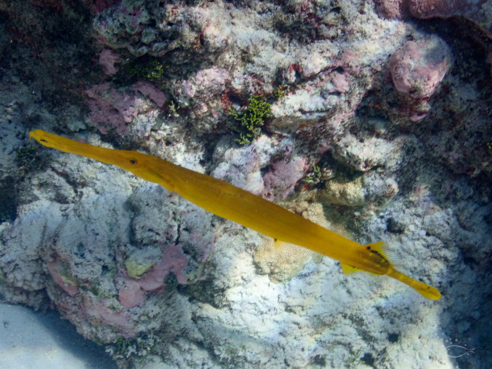 Trumpetfish at Long Reef, Marion