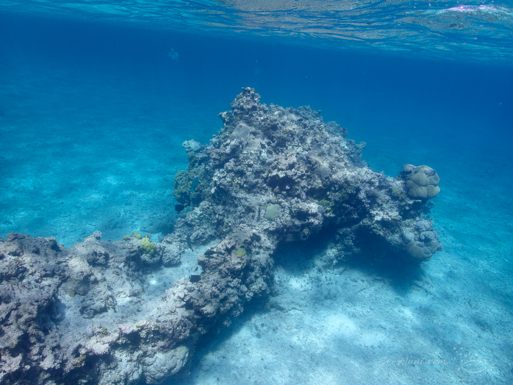 Marion Reef- poor coral