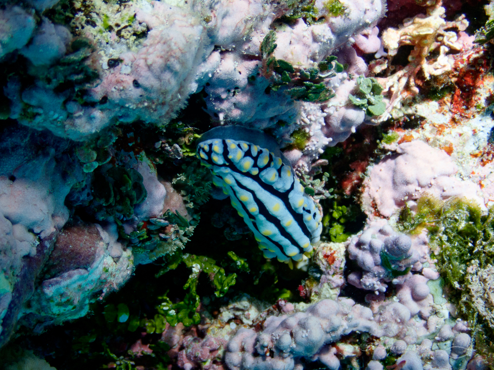 Phyllidia Varicosa at Marion Reef