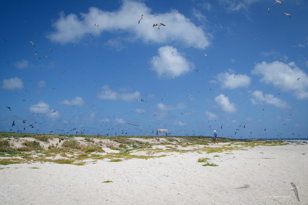 South West Cay - Lihou