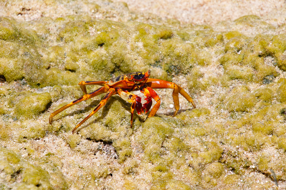 Pale line rock crab